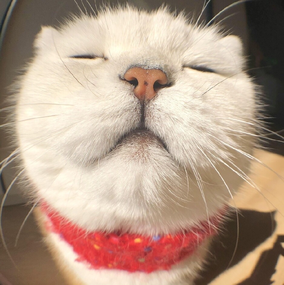 久久的头像-网创资源